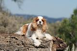 CAVALIER KING CHARLES 153